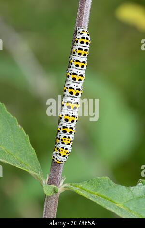 Chenille de mulléine ou larve (Cuculllia verbasci) sur un buisson de bourgeonneia, Royaume-Uni Banque D'Images