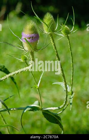 plante sauvage qui ressemble à un chardon Banque D'Images