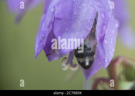 15 juillet 2020, Bade-Wurtemberg, Ochsenwang : une abeille est assise dans une fleur sous la pluie. Photo: Sebastian Gollnow/dpa Banque D'Images