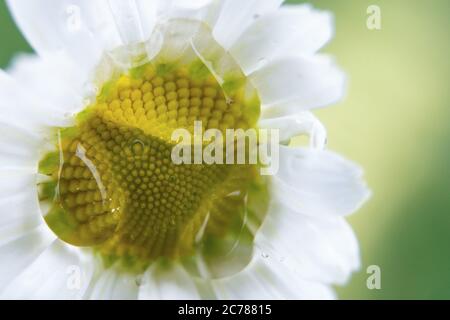 15 juillet 2020, Bade-Wurtemberg, Ochsenwang : la fleur d'une fleur est partiellement agrandie par des gouttes d'eau comme sous une loupe. Photo: Sebastian Gollnow/dpa Banque D'Images
