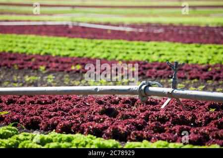 Grand champ avec laitue (lollo rosso et lollo bionda) avec système d'irrigation du sol - accent sélectif sur la pipe au premier plan Banque D'Images