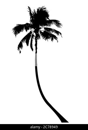 Palmier tropical, silhouette et contours noirs, fond transparent ou blanc isolé par vecteur Illustration de Vecteur