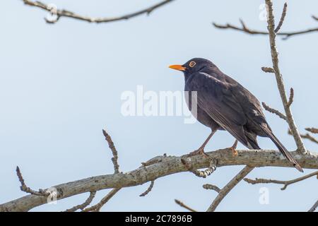 blackbird Turdus merula perché sur une branche d'arbre Banque D'Images