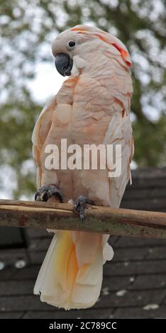 cockatoo (cacatua moluccensis) Banque D'Images