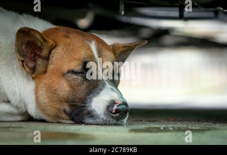 Chien dormant au sol sous la voiture. Animal mignon. Gros plan sur le visage du chien endormi. Un chien fatigué fait une sieste. Un rêve doux. Repos long. Détendez-vous et détendez-vous. Banque D'Images