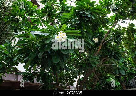 Fleur blanche parfumée aux feuilles vertes. La fleur de frangipani est connue sous le nom de fleur de Plumeria, bouquet sur arbre de branche le matin. Banque D'Images