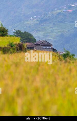 Une cabane en pierre située dans une plantation d'orge entre le chemin de randonnée au camp de base d'Annapurna, un chemin de marche célèbre et difficile pour les voyageurs a Banque D'Images