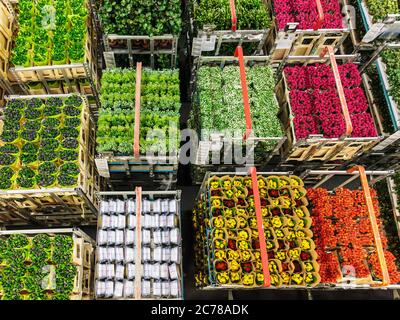 Caisses avec fleurs et plantes colorées sur une vente aux enchères de fleurs hollandaises Banque D'Images