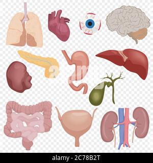 Parties internes du corps humain organes ensemble isolé sur le fond transperant. Illustration de Vecteur