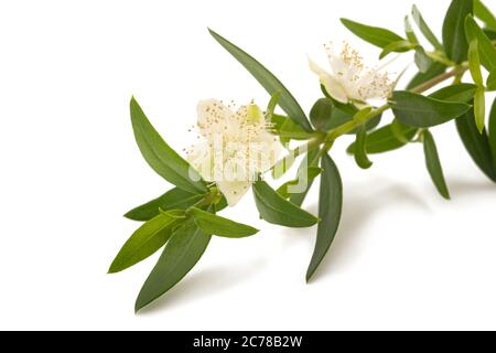 Branche de myrte avec fleur isolée sur blanc Banque D'Images