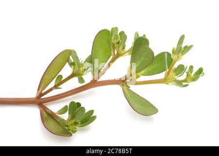 Branche commune de purslane isolée sur fond blanc Banque D'Images