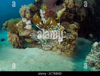 Poissons lionis, volitans Pterois, sous-marins, sur le récif corallien, dans les eaux tropicales de la mer rouge, Egypte Banque D'Images