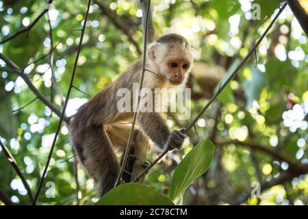 Capuchin Monkey, Parc national de Tayrona, Département de Magdalena, Caraïbes, Colombie, Amérique du Sud Banque D'Images