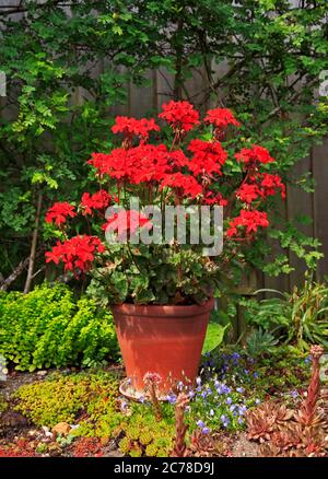 Un géranium rouge en fleur dans un pot à la frontière d'un jardin anglais. Banque D'Images