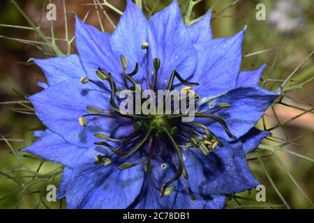 Gros plan d'une tête de fleur de Nigella'Nigella damascena' également connu sous le nom d'Amour-dans-un-brouillard ou Birds Nest.Frome. Somerset Banque D'Images