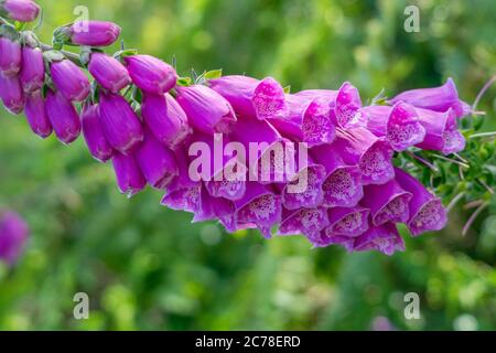 Les fleurs des gants de renard fleurissent en été sous le soleil sur les landes près de Haworth West Yorkshire Banque D'Images