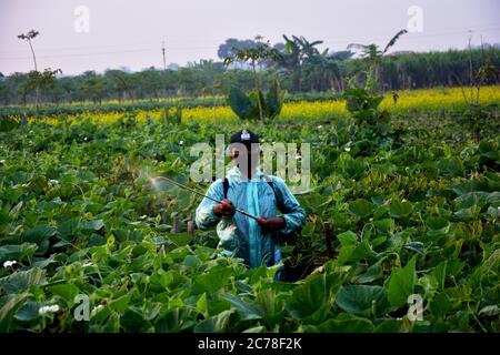 Un homme portant un masque, un chapeau, des lunettes et une veste imperméable pulvérisant des pesticides sur les plantes de calabash Banque D'Images