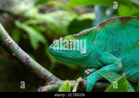 Un caméléon vert sur une succursale en gros plan Banque D'Images