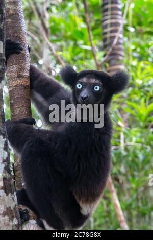 Un lémurien Indri sur l'arbre observe les visiteurs du parc Banque D'Images