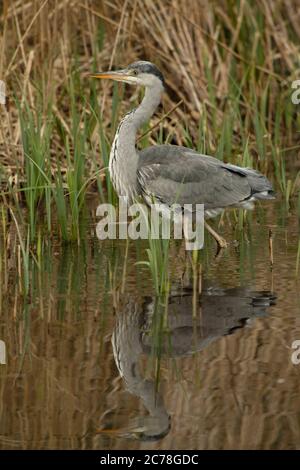 OISEAU. Heron, juvénile, alimentation des roseaux dans l'eau, pays de Galles, Royaume-Uni Banque D'Images