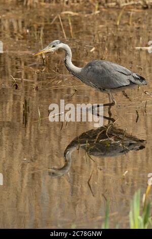 OISEAU. Heron, juvénile, fourragent parmi les roseaux dans l'eau, avec réflexion, pays de Galles, Royaume-Uni Banque D'Images