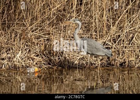 OISEAU. Heron, juvénile, fourragent parmi les roseaux dans l'eau, avec bouteille en plastique, pollution, pays de Galles, Royaume-Uni Banque D'Images