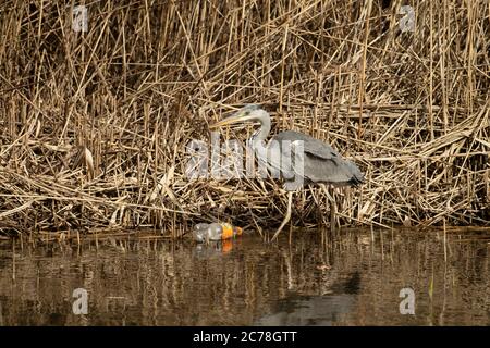 OISEAU. Heron, juvénile, fourragent parmi les roseaux dans l'eau, avec bouteille en plastique, pollution, pays de Galles, Royaume-Uni Banque D'Images