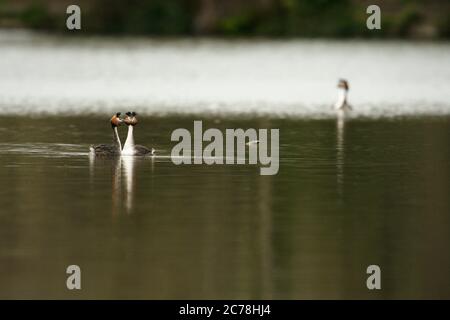 OISEAU. Great Crested Grebe, adulte, 2 paires, Surrey, Royaume-Uni Banque D'Images