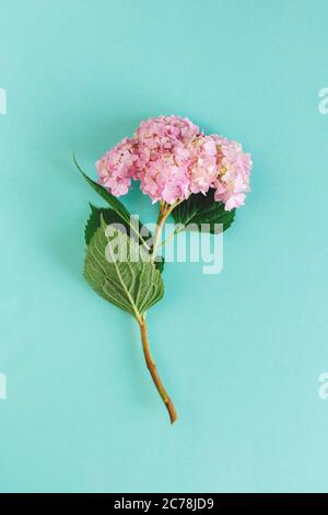 Fleur d'hortensia rose clair sur fond turquoise. Pose à plat. Placer pour le texte. Banque D'Images