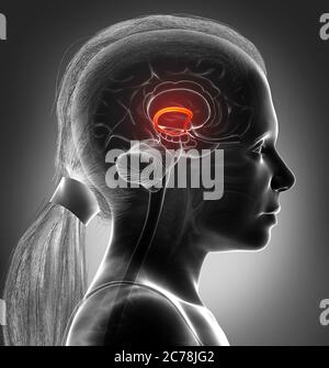 3d rendu médicalement précis illustration d'une fille cerveau fornix Banque D'Images