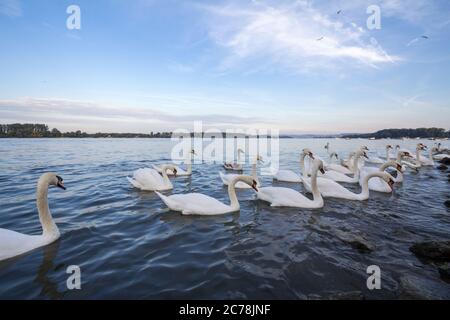 Troupeau de Swans, de types noir et blanc avec leur cou incurvé typique et bec orange sur le Danube, à Zemun, Belgrade, Serbie. Cygnes, ou cygnes Banque D'Images