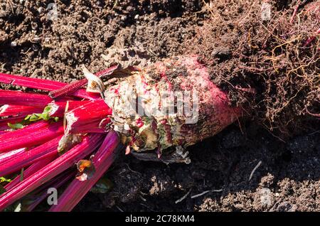 Verger de rubis, levé du sol à la fin de la vie, montrant la racine bulbeuse de betterave, caractéristique de cette gamme de légumes. Il a produit du tast Banque D'Images