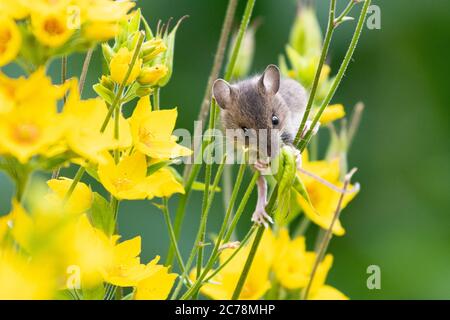 Souris de champ également connue sous le nom de souris de bois Apodemus sylvaticus plante grimpant des tiges dans le jardin britannique manger des têtes de semis à partir de fleurs Aquilegia - Écosse, Royaume-Uni