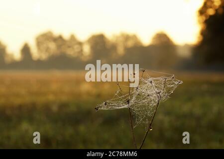 Une toile d'araignée dans la rosée sur une plante, un escargot illuminé et le lever du soleil dans la prairie d'automne Banque D'Images