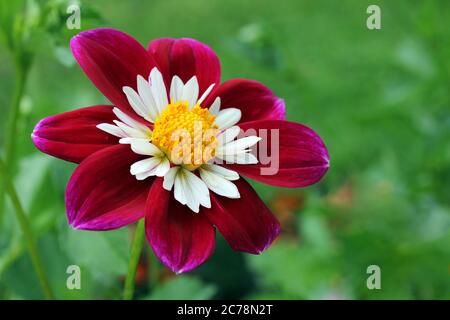 Gros plan sur une fleur de Dahlia Collerette, cultivar de jardin. Banque D'Images