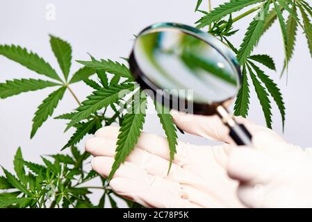 Les scientifiques mains avec du cannabis et la loupe. Examen du cannabis sous une loupe. Banque D'Images