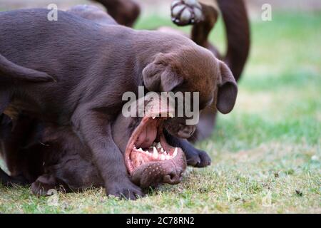 Chiots du Labrador au chocolat Banque D'Images