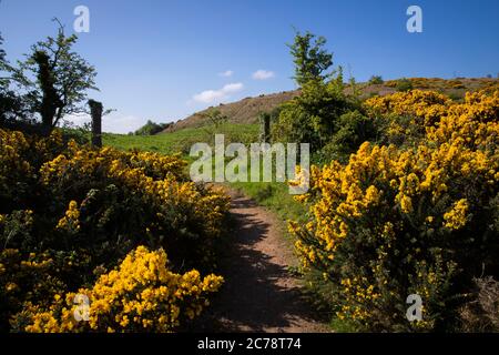 Wild Gorse, Co. Antrim, Carnmoney Hill Banque D'Images