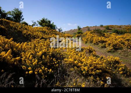 Wild Gorse, Co. Antrim, Carnmoney Hill Banque D'Images