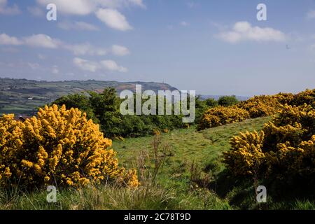 Wild Gorse, Co. Antrim, Carnmoney Hill Banque D'Images