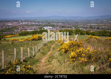 Wild Gorse, Co. Antrim, Carnmoney Hill Banque D'Images