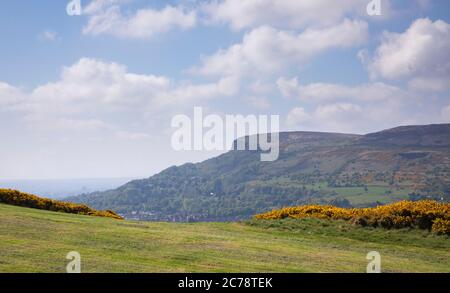 Wild Gorse, Co. Antrim, Carnmoney Hill Banque D'Images