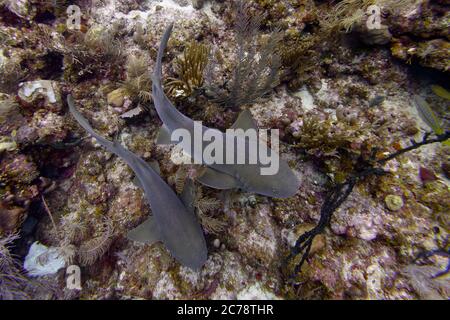 Infirmière Sharks, Caye de soie, Placencia, Belize Banque D'Images