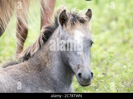 Poneys Carneddau Banque D'Images