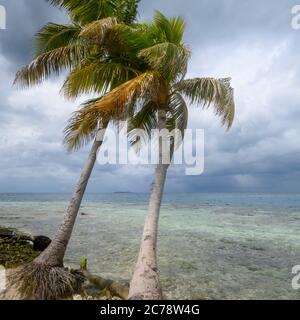 Palmiers sur la plage, Caye de soie, Placencia, Belize Banque D'Images