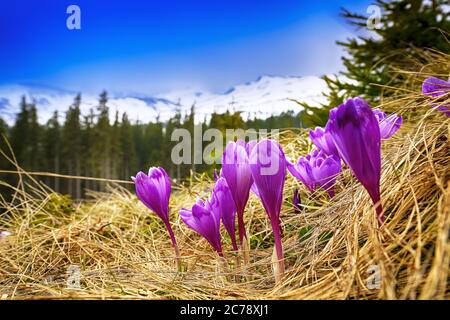 Floraison de crocus au printemps dans les montagnes. Crocus pourpre sur fond de chaîne de montagne enneigée Banque D'Images