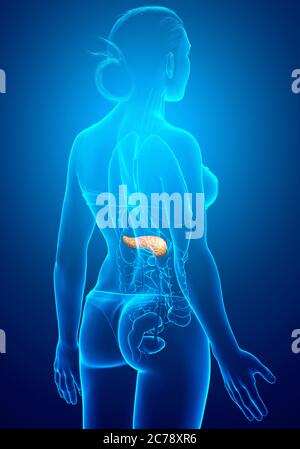 illustration médicale précise d'un pancréas féminin, rendue en 3d Banque D'Images
