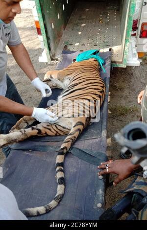 Nagaon, Assam / Inde -juillet 15 2020: Un tigre du Bengale royal de 2 ans sauvé par le département de la forêt d'Assam après avoir tranquillisé le cub qui abritait dans une maison près du village de Kothori sous la zone du parc national de Kaziranga dans le district de Nagaon d'Assam mercredi. En raison de la forte inondation dans le parc national, le cub a cherché un abri sûr et est entré dans l'homme. Crédit : DIGANTA TALUKDAR/Alay Live News Banque D'Images