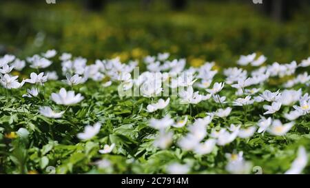 Fleurs d'anémone blanches. Image de fleur douce prise à ouverture ouverte Banque D'Images