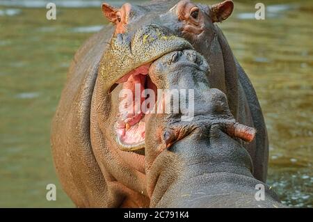 Bébé Hippopotamus jouer à la lutte avec ses frères et sœurs Banque D'Images